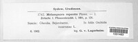 Melampsora epitea image